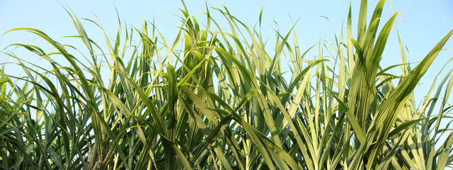Closeup of sugarcane plants growing at field