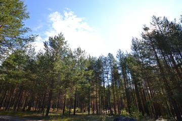 Obraz premium Perm forest: on the way to Mount Vetlan