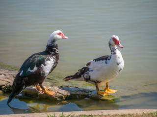 ducks on rocks in pond