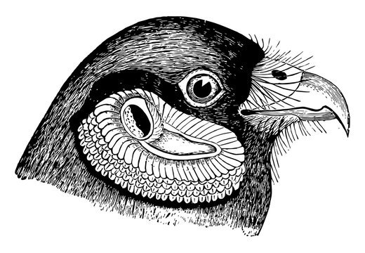 recommend clip art: Harrier Ear Parts vintage illustration.