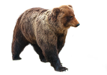 Obraz premium Big brown bear isolated on white background