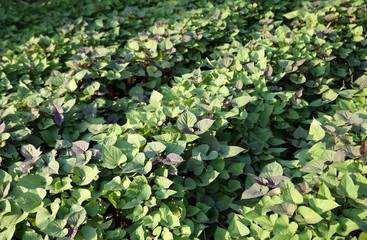 Green sweet potato leaves in growth at filed