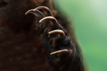 Close up shot of a Kamchatka brown bear paw