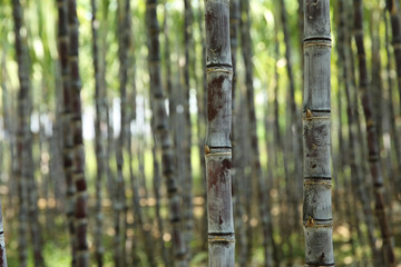 Closeup of sugarcane plants growing at field