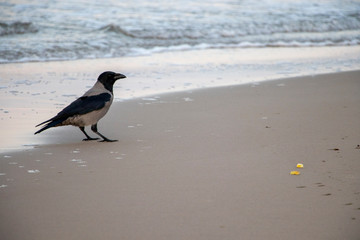 Bird on beach in Usedom, Germany