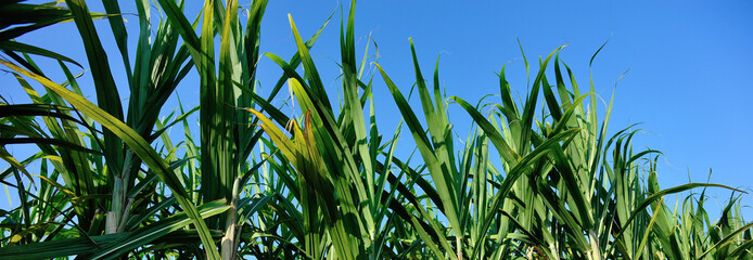 Closeup of sugarcane plants growing at field