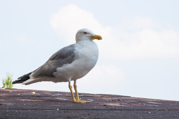 Seagull laid on the roof.
