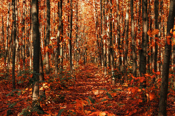 red floor wood autumn in the fall