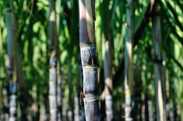 Closeup of sugarcane plants growing at field