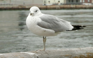 Close-up of a Seagull over the Hudson River, New York, USA