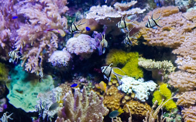 Fototapeta na wymiar Detail of an aquarium with tropical fishes