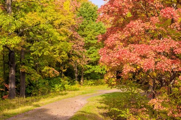Naklejka premium Autumn park landscape. Golden autumn . Sunny day in the autumn park with yellow trees. Beautiful landscape.