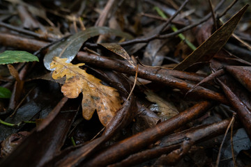 Fallen brown oak leaf and twigs on the ground in the woods in autumn. Rainy day with damp / wet ground.