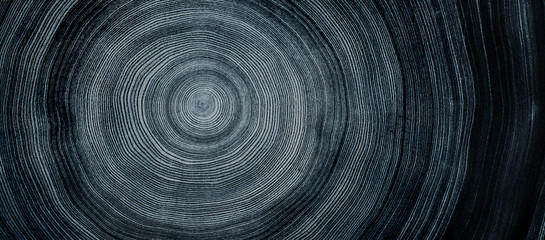 Detailed indigo denim blue tones of a felled tree trunk or stump. Rough organic texture of tree rings with close up of end grain.