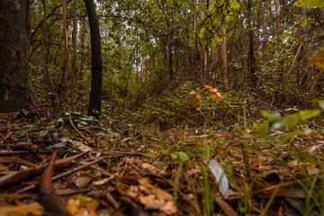 Dense forest scene in autumn with fallen brown leaves on the ground. Slow angle, shallow depth of field.