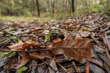 Fallen brown oak leaves and twigs on the ground in the woods in autumn. Rainy day with wet ground.