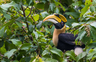 Obraz premium Closeup The Great Hornbill on the tree in nature