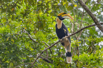 The Great Hornbill on branch in nature
