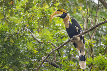 The Great Hornbill on branch in nature