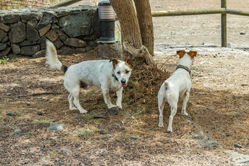 Two beautiful dogs, playing on warm lava pebbles under the big juniper tree and look at the camera. Shot with a telephoto lens. Playa De Caleta, northeast of La Gomera Island. Canary islands, Spain