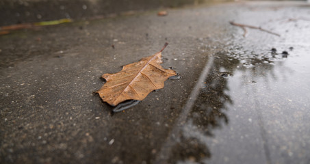Fallen brown leaf lying in a puddle in the street with reflections