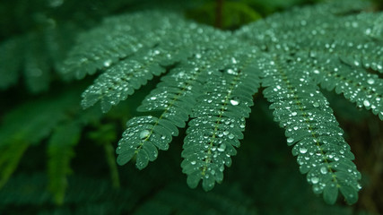 Close up water droplets on fern leave in woods after rain shower