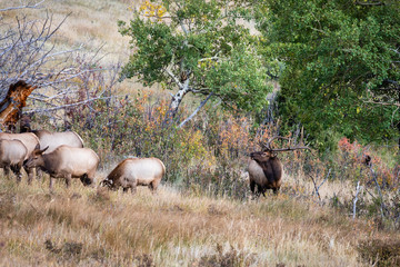 bull elk in Colorado