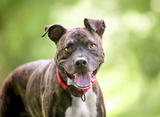 A brindle and white Pit Bull Terrier mixed breed dog with a happy expression