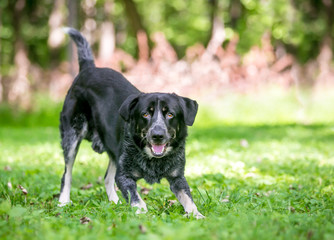 A playful Border Collie / Australian Cattle Dog mixed breed dog in a play bow position