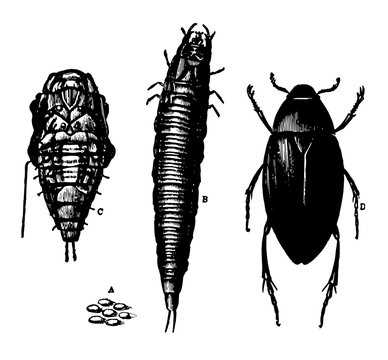 Hydrophilus in its Four States vintage illustration.