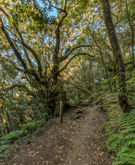 Relict forest on the slopes of the mountain range of the Garajonay National Park. Giant Laurels and Tree Heather along narrow winding paths. Paradise for hiking. Travel postcard. La Gomera, Spain.