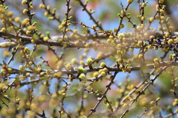 branch of a tree in spring