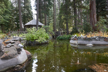Fototapeta na wymiar Man made pond with a wooden bridge and gazbo built between huge old Ponderosa pines