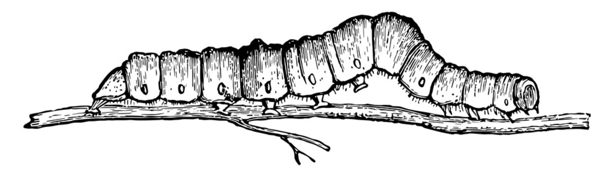 Larvae of Catocala Fraxini vintage illustration.