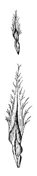 black and white botanical drawing of plant clip art preview