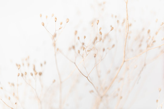 Delicate Dry Grass Branch On White Background