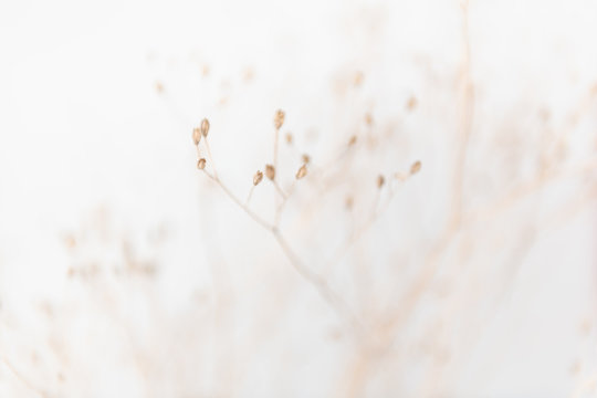Delicate Dry Grass Branch on White Background
