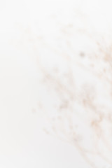 Delicate Dry Grass Branch on White Background