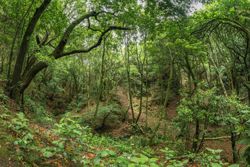 Fototapeta premium Relict forest on the slopes of the oldest mountain range of the island of Tenerife. Giant Laurels and Tree Heather along narrow winding paths. Paradise for hiking. Fish eye postcard. Canary Islands.