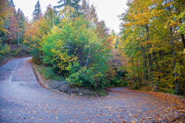 bend in mountain road in the forest