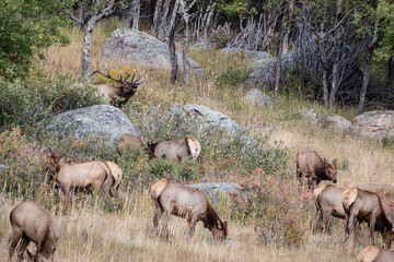 bull elk in Colorado