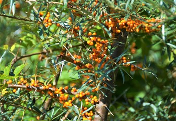 A branch with Hippophae rhamnoides fruit