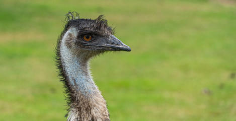 Close up of Emu head