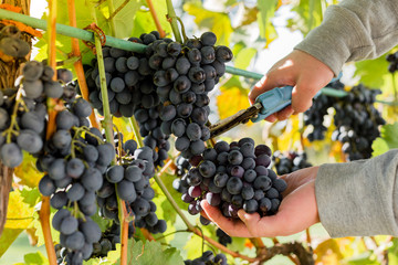Man crop ripe bunch of white grapes on vine. Male hands picking Autumn grapes harvest for wine making In Vineyard. Cabernet Sauvignon, Merlot, Pinot Noir, Sangiovese grape sort. - obrazy, fototapety, plakaty