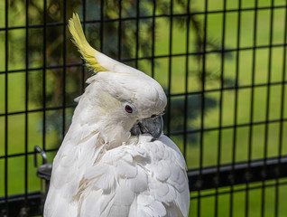 Yellow Crested Cookatoo Parrot Close up View showing white feather yellow head feathers eyes and...