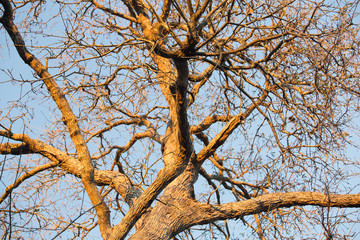 Tree trunk and branches in winter afternoon light