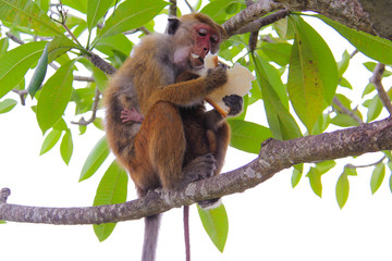 Monkey tree sirlanka 