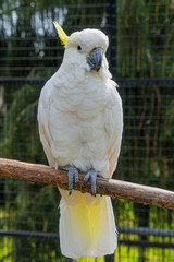 Yellow Crested Cookatoo Parrot Close up View showing white feather yellow head feathers eyes and beak