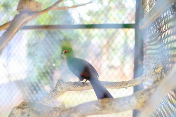The Guinea Turaco bird is standing gracefully within the cage in the zoo.