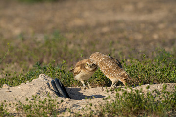 Adult Burrowing Owl grooms a fledgling owl outside their burrow